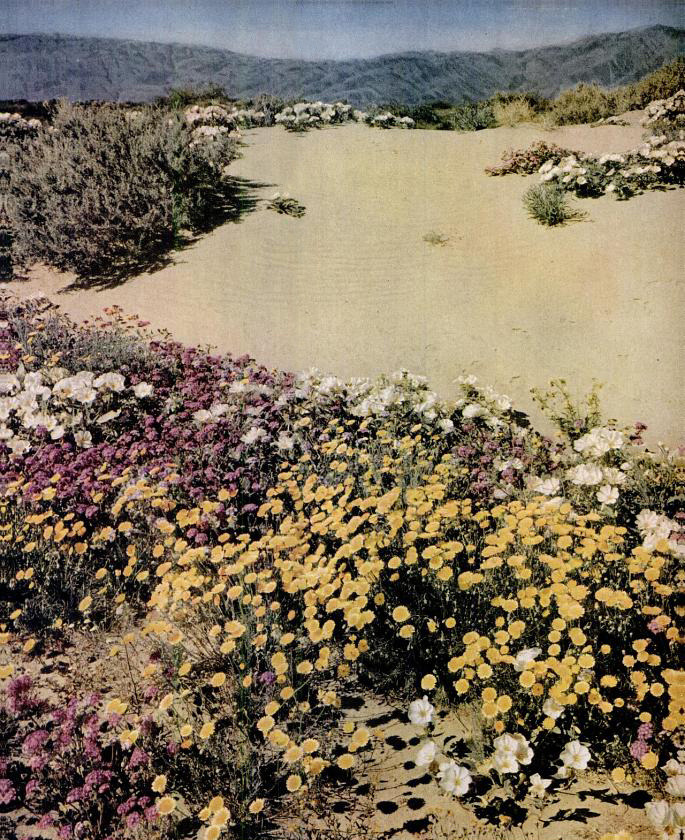 🌻🍃🌼🌻