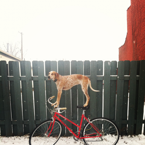 bicycleculture:  realityisanillusionist:  “Maddie” (the coonhound). Love.  First dogs were playing p