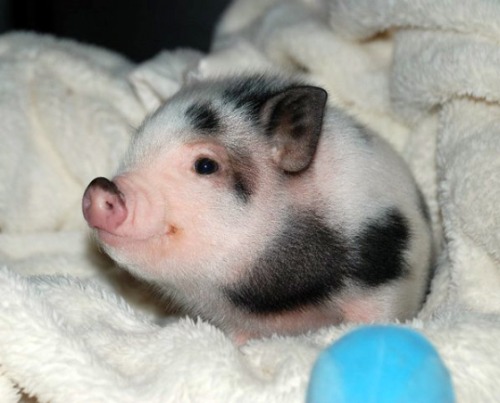 temporarilycheating:thecatacombkid:dualchainz:my goal in life is to be as happy as this pig was at t