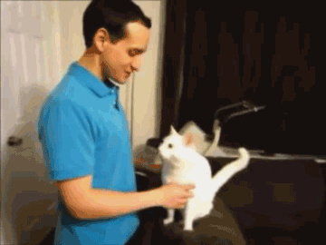10 Ways to Look After Your Mental Wellbeing (with added kitties)