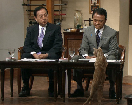 gkojax:  「猫が呼べば来ると思っているところがおもしれーな。猫は呼んでも来ないんだよ。呼ばなくても来るのが猫なんだよ。猫を飼ったことないだろう？」 by 麻生太郎