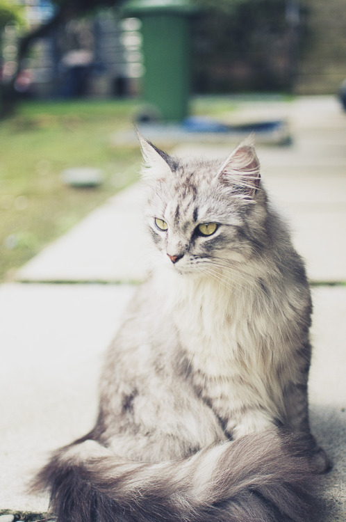 maine coon cat