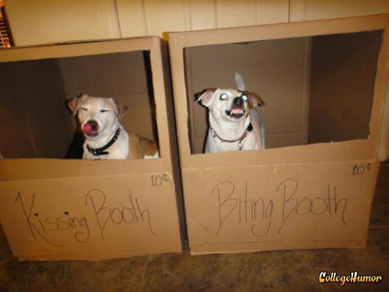 collegehumor:
“ Dogs Occupy Kissing Booth and Biting Booth
They’re both ten cents; I don’t know which one to choose.
”