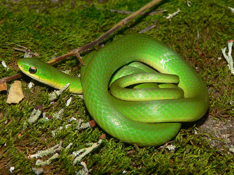 Reptile Facts The Smooth Green Snake Opheodrys Vernalis Is A