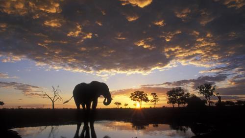 CHOBE NATIONAL PARK. Botswana