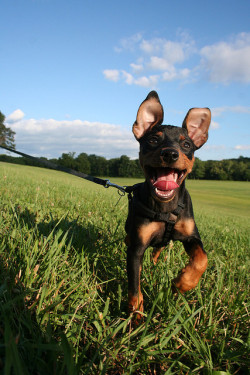 handsome dogs for you in these trying times