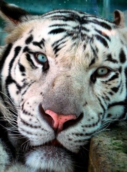 tupa-c:  Paris the White tiger 