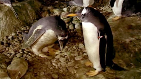 littlebarbiesluts:  A “gay” penguin couple in a Madrid zoo has been given an egg of their own to car