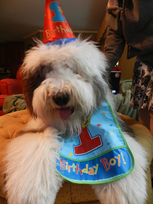 Here are Louise and Barnaby in their party hats and bibs! What a fun first birthday we&rsquo;re havi