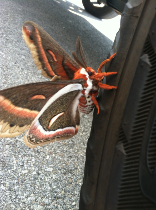 zacksanerd: downrightsugoi: melancholic1: Found this guy outside a car dealership, clinging to a car