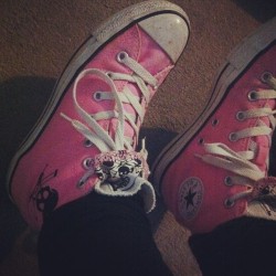 tashsheppard:  Limited edition jackass converse,