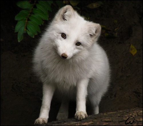red-lipstick:  Woxys - Artic Fox, Casting For Disney, 2009               Photography