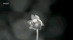 A Lovely Flower In The Kelly Clarkson Video. It&rsquo;s Beautiful Like Our Female