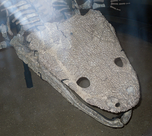 Koskinonodon formerly known as BuettneriaMounted specimen on display at the American Museum of Natur