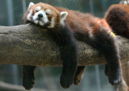 A red panda sleeps in its enclosure at the Beijing Zoo. Picture: MARK RALSTON/AFP/GettyImages