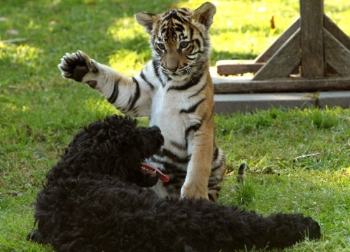 Tiger cub Indah plays with Denzel the poodle at Mogo Zoo in Australia. Both animals were hand-raised by Sally Padey, who owns the zoo. Picture: Kym Smith/Newspix / Rex Features