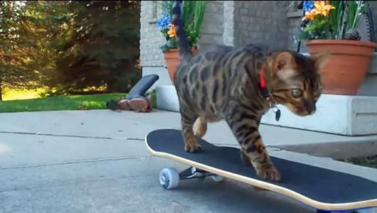 8 great cat tricks caught on camera
From fetching and rolling over to skateboarding and playing the Magic Cup Game, these felines prove that dogs aren’t the only ones who can do tricks.