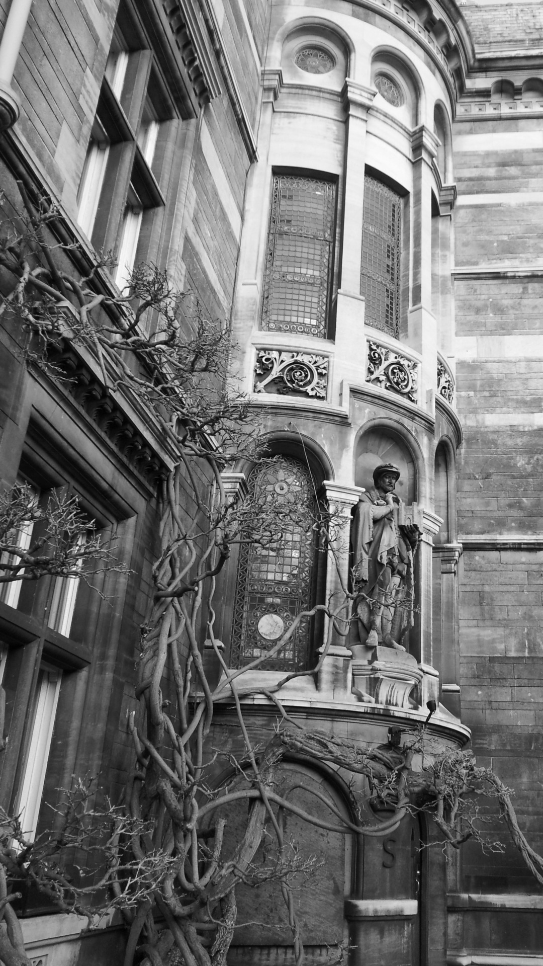 lament-for-the-past:  vines.. 