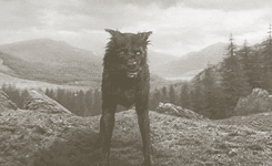 mymagicplace:  Harry Potter alphabet | M is for Marauders