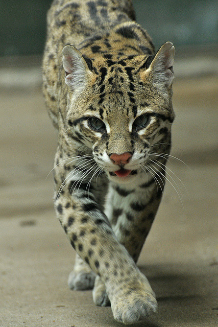 Ocelot by Truus & Zoo on Flickr.