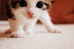 Cutest-Cats:  Follow Http://Cutest-Cats.tumblr.com/ 