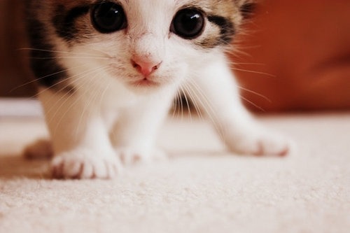 cutest-cats:  follow http://cutest-cats.tumblr.com/ 