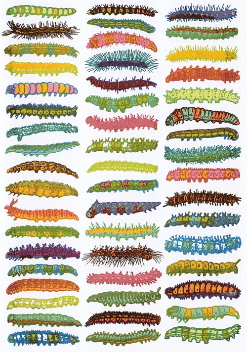 Scientific Illustration