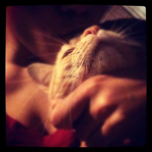 My love :) #gingerkitty (Taken with instagram)