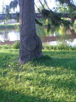 sinnimonbuns:  astro—box:  drparisa:  jehanjetaime:  this tree has a butt  #whatcha gonna do with all that junk #all that junk inside that trunk  #do it got the booty #it doooooo  