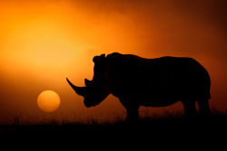 magicalnaturetour:  “Rhino Sunrise” by