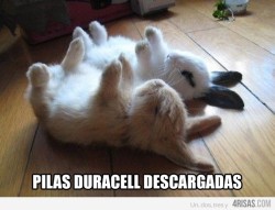 pillositio:  Pilas Duracell descargadas 