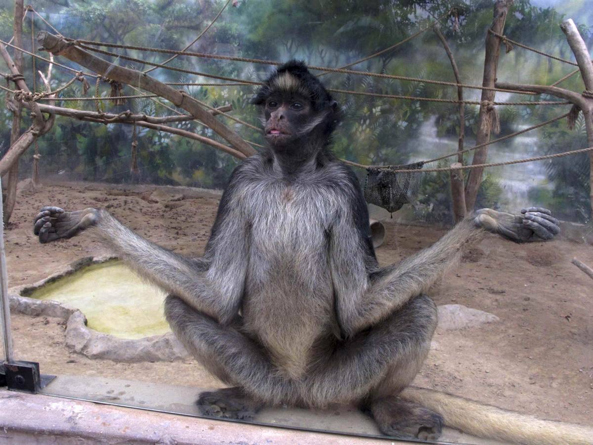 Funny Wildlife — Zen monkey!! A white-bellied spider monkey sits...