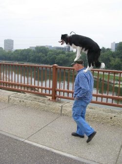 Just a dog riding a man. That is all.