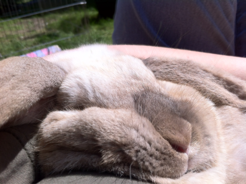 inspector-gadege:  My rabbit, ladies and gentlemen 
