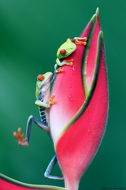 th3-b3auty-of-natur3:   Colourful, tropical, quality nature blog! I follow back everyone!