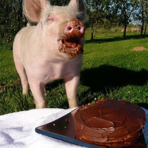 fancybidet:[A lil piggy with its happy snout covered in chocolate cake.]weetz:GPOYI wish this was a 