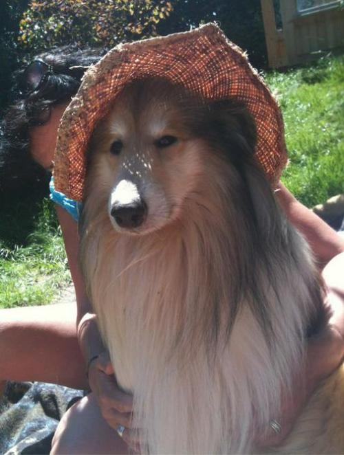 whorepride:  my friends dog wouldn’t stop barking until we put that hat on his head then he kept smizing so i took a picture
