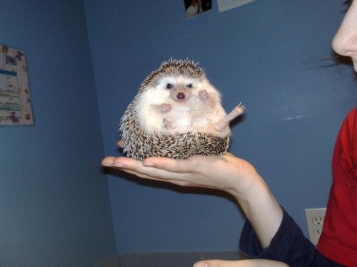 pantsoffinpublic:  KUNG FOO HEDGEHOG. 