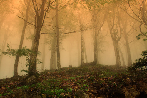 Fog in June| Casentino, Tuscany, Italy© David Butali
