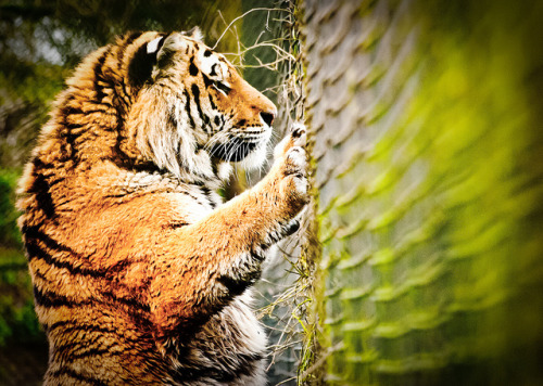thecatsofpanthera: Siberian/Amur Tiger - Panthera tigris altaica by Digimist on Flickr.