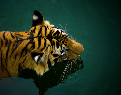 thecatsofpanthera:  Malayan Tiger by 1davidstella