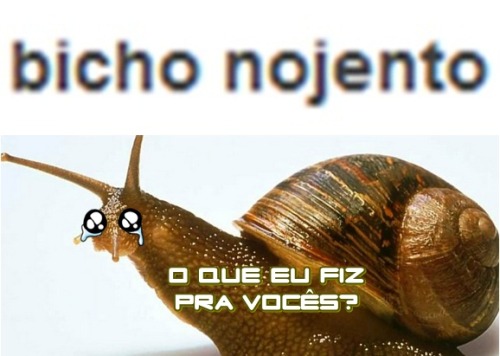 Cogumelos Delirantes