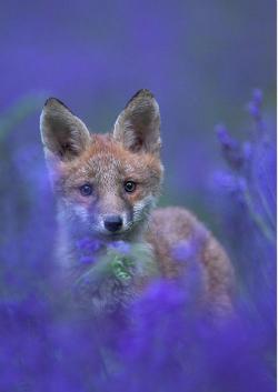 llbwwb:  Red Fox Cub amongst Bluebells by