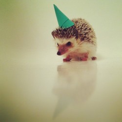 thefrecklednerd:  Party animal. 