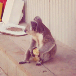 braindentist:  A Koala eating an apple for