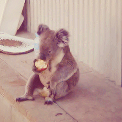 A Koala reflecting on his sins, his triumphs, and the inevitability of death.