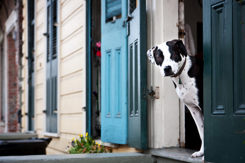 jrhyley:  dog wish… (by ~ cynthiak ~) Man is troubled by what might be called the Dog Wish, a strang