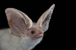 battime:  Desert long-eared bat - Otonycteris