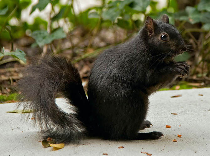  Melanism 