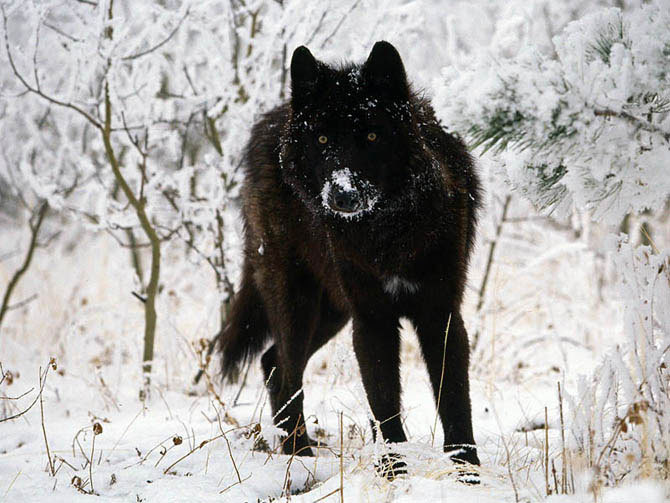  Melanism 